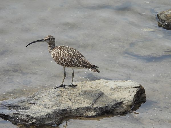 Kurlinta bekainduna  - Juana Oyanguren