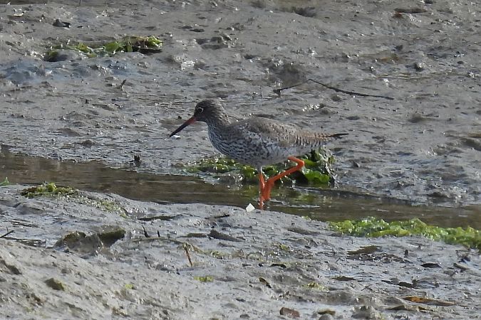 Bernagorri arrunta  - Juana Oyanguren