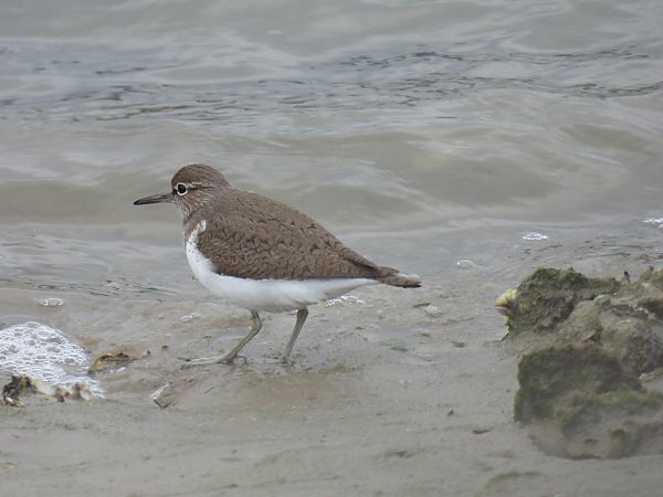 Kuliska txikia  - Juana Oyanguren