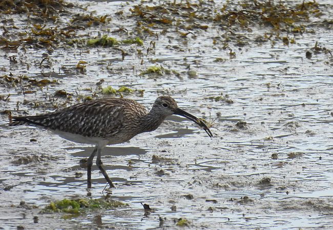 Kurlinta bekainduna  - Juana Oyanguren