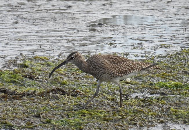 Kurlinta bekainduna  - Juana Oyanguren