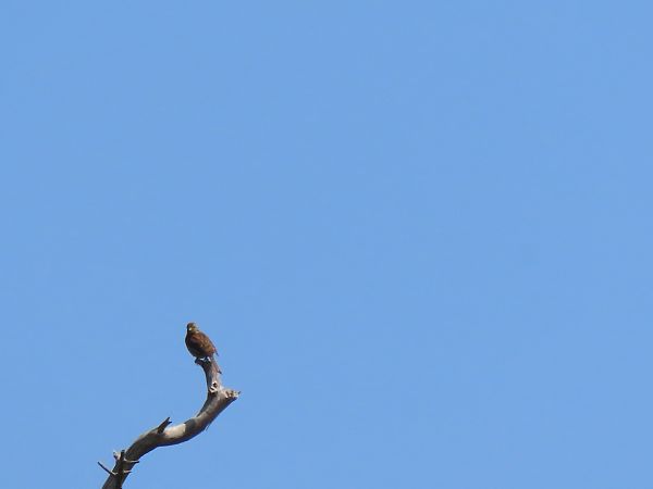 Hesi-berdantza  - Juana Oyanguren