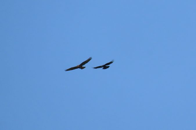 Zapelatz arrunta  - Juana Oyanguren