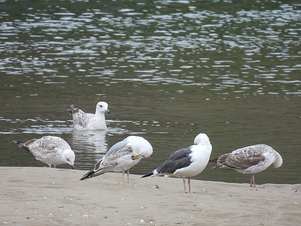 Kaio hankahoria  - Juana Oyanguren