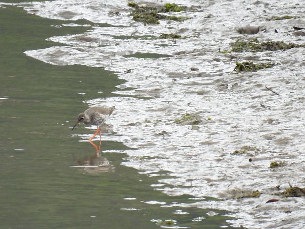 Bernagorri arrunta  - Juana Oyanguren