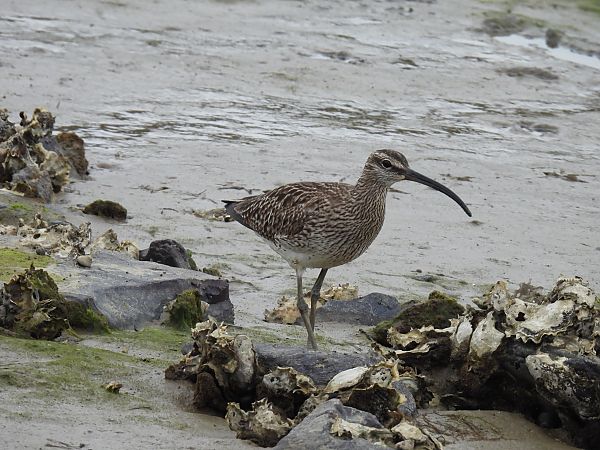Kurlinta bekainduna  - Juana Oyanguren