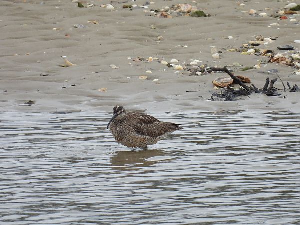 Kurlinta bekainduna  - Juana Oyanguren