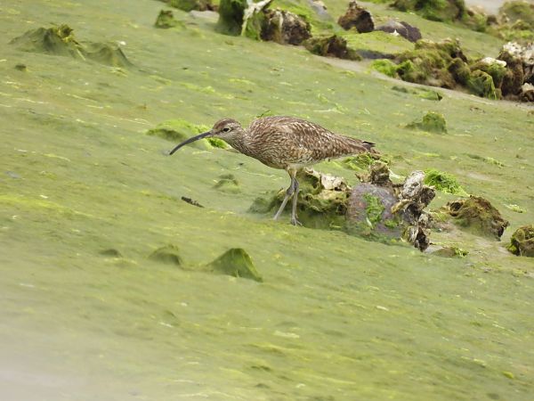 Kurlinta bekainduna  - Juana Oyanguren