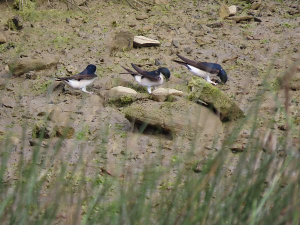 Enara ipurzuria  - Juana Oyanguren