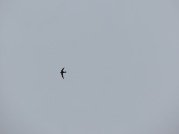 Sorbeltz arrunta  - Juana Oyanguren