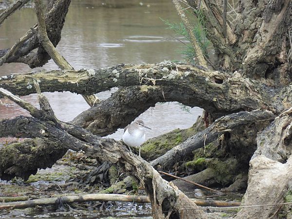 Kuliska txikia  - Juana Oyanguren