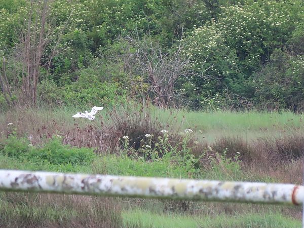 Koartzatxo txikia  - Juana Oyanguren