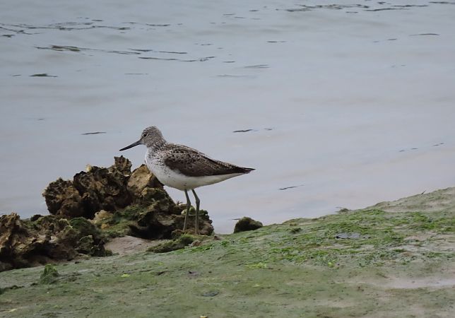 Archibebe Claro  - Juana Oyanguren
