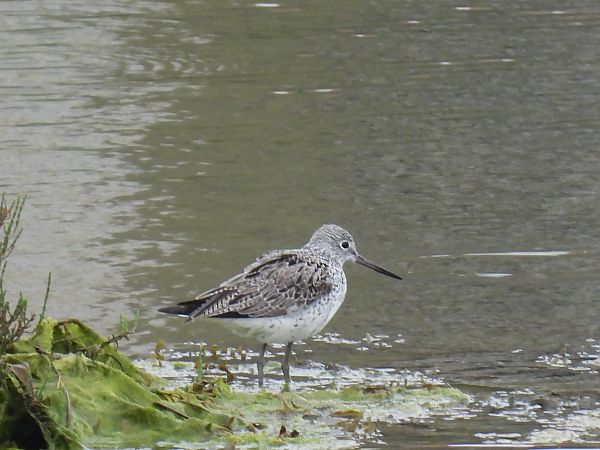 Kuliska zuria  - Juana Oyanguren