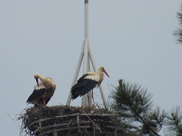 Zikoina zuria  - Juana Oyanguren