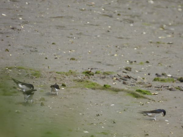 Hirondelle de fenêtre  - Juana Oyanguren