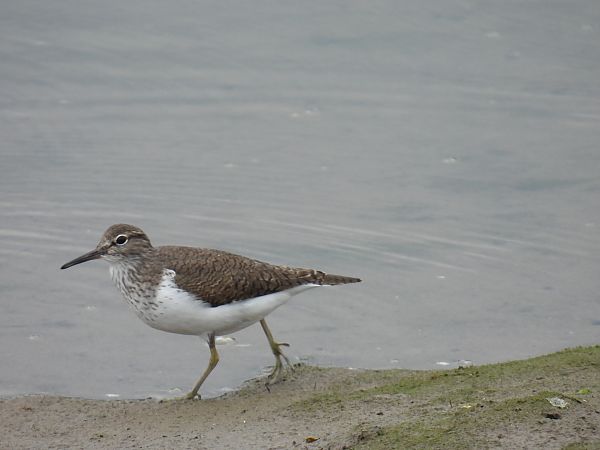 Kuliska txikia  - Juana Oyanguren