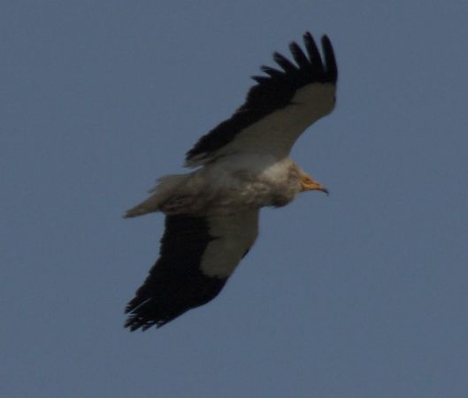 Sai zuria  - Tronko Mendi