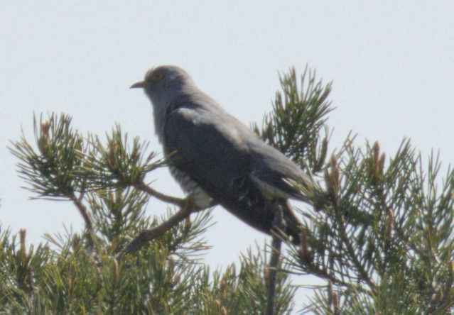 Kukua  - Tronko Mendi