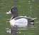 Ring-necked Duck - José F. Esparcia