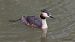 Great Crested Grebe - Kepa Aldama