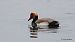 Red-crested Pochard - Kepa Aldama