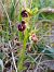 Ophrys passionis  - Ricardo Gutiérrez