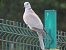 Usapal turkiarra (Streptopelia decaocto) © Jose Manuel Unanue