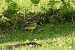 Blue-headed Yellow Wagtail (ssp. flava) (Motacilla flava flava) © Juana Oyanguren