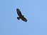 Common Buzzard - Juana Oyanguren