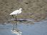 Koartzatxo txikia (Egretta garzetta) © Juana Oyanguren