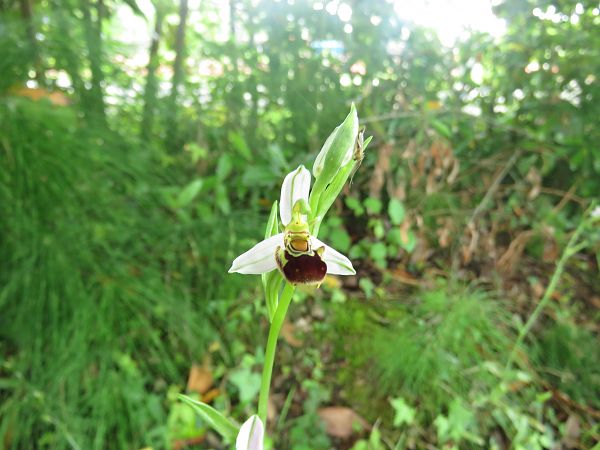 Ophrys apifera  - Alfredo Herrero