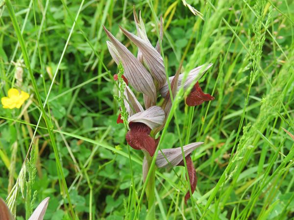 Serapias cordigera  - Alfredo Herrero