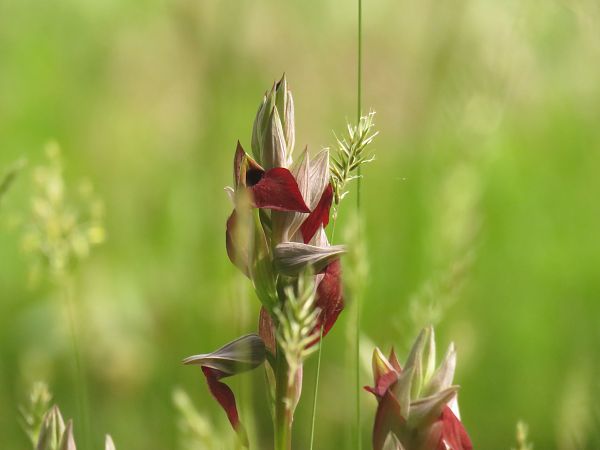 Serapias cordigera  - Alfredo Herrero