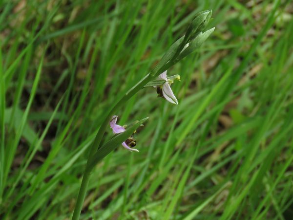 Ophrys apifera  - Alfredo Herrero