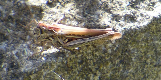 Chorthippus brunneus  - Serafín Alarcón