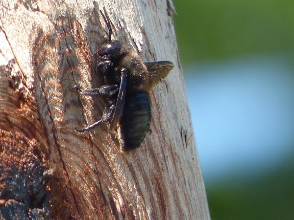 Xylocopa sp.  - Serafín Alarcón