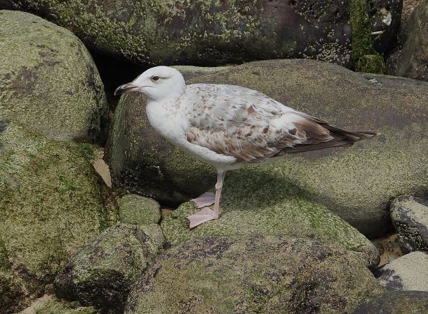 Larus cachinnans  - Alfredo Valiente