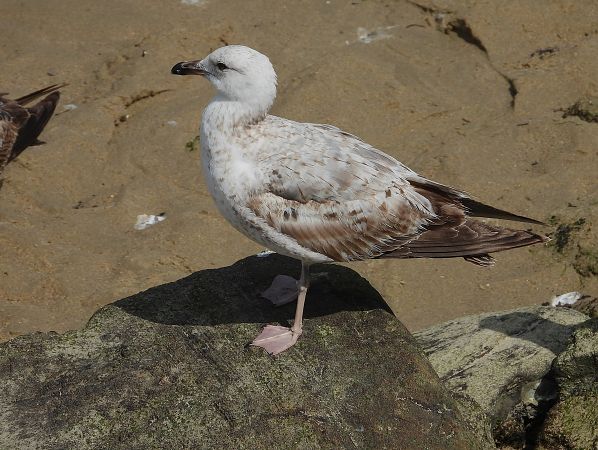 Larus cachinnans  - Alfredo Valiente