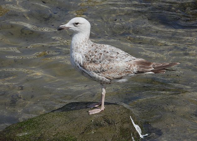 Larus cachinnans  - Alfredo Valiente