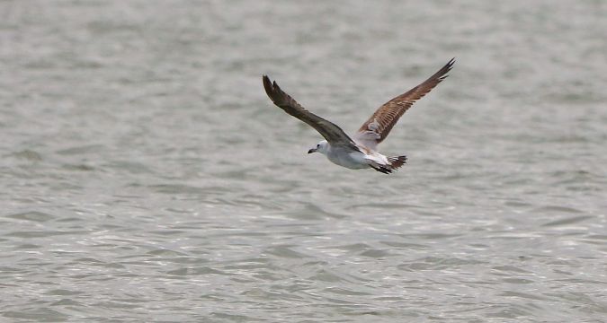 Ichthyaetus audouinii  - David Santamaría