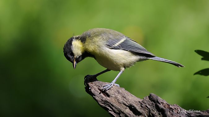 Kaskabeltz handia  - Kepa Aldama