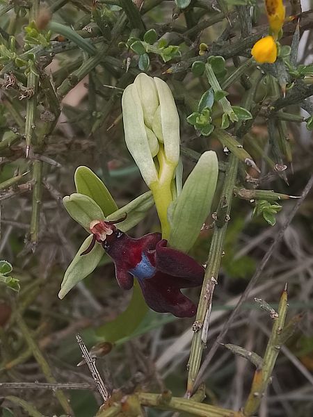 Ophrys insectifera s.l  - Ricardo Gutiérrez