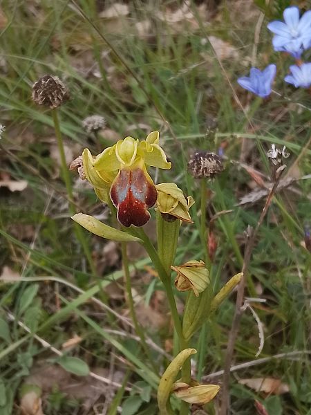 Ophrys fusca  - Ricardo Gutiérrez
