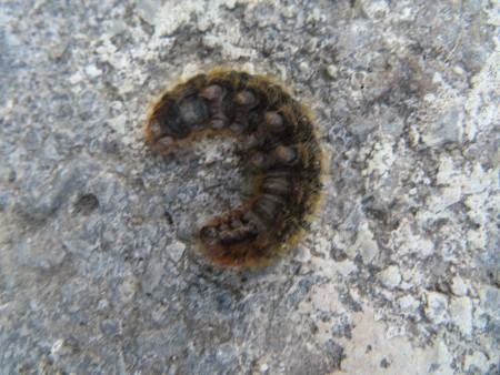 Lasiocampa quercus  - Jose Manuel Unanue