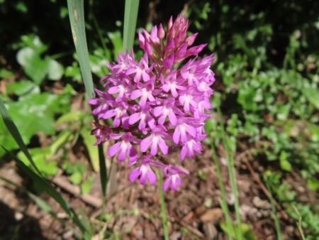Anacamptis pyramidalis  - Jose Manuel Unanue