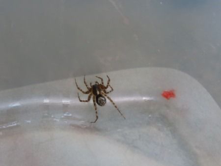 Textrix denticulata  - Jose Manuel Unanue