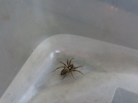 Textrix denticulata  - Jose Manuel Unanue