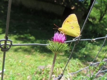 Gonepteryx cleopatra  - Jose Manuel Unanue