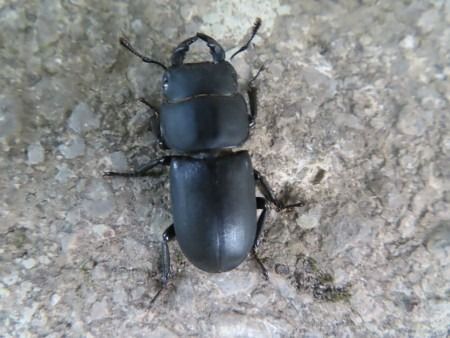 Dorcus parallelipipedus  - Jose Manuel Unanue